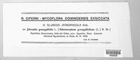 Phakopsora jatrophicola image
